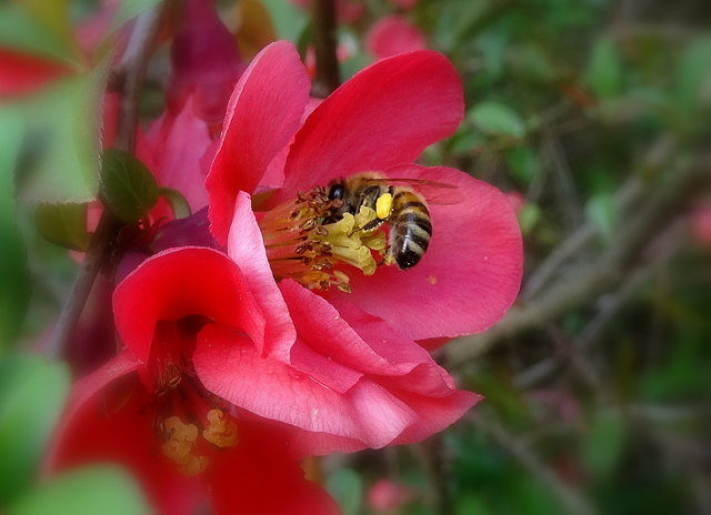 In unserer Gegend gibt es heuer viele Bienen! Gut so!
