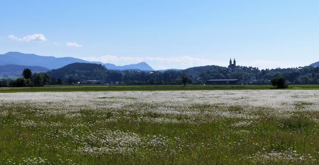 Margaritenwiese in Karnburg, mit Maria Saaler Dom im Hintergrund