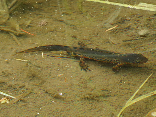 Am Grund eines kleinen Weihers gönnt sich dieser Bergmolch, ein Männchen im bunten Hochzeitskleid, eine entspannte Pause