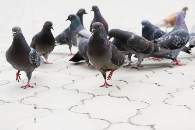 Schärdings Verschönerungsverein sieht durch Taubenkot Mauerwerk der Barockfassaden gefährdet (Symbolbild). | Foto: yalyashenko/Fotolia