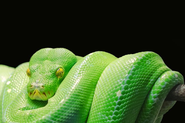 Je bunter desto exotischer, heißt jedoch nicht immer giftig. Diese grüne Baumpyton (Symbolfoto) ist ungiftig. | Foto: pixabay