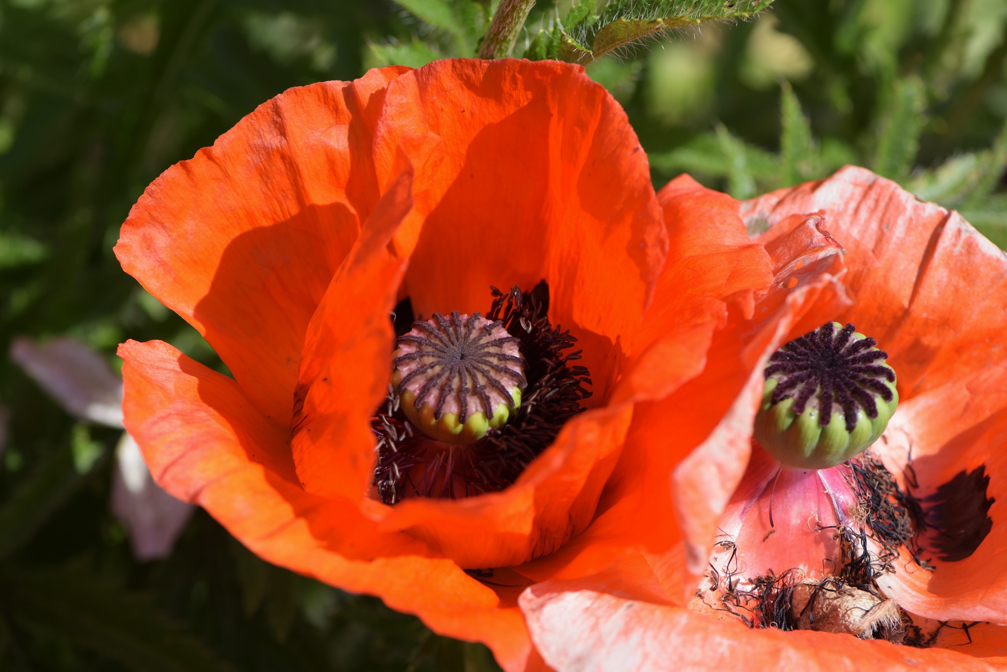 Zuerst die Blume, dann der Mohn - Leibnitz