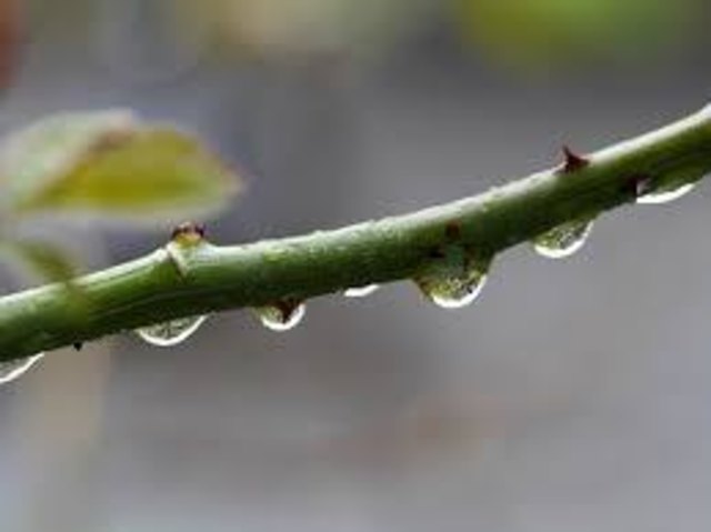 Apropos: Der Mut ist wie ein Regenschirm. Wenn man ihn am dringendsten braucht, fehlt er einem! Zitat Fernandel