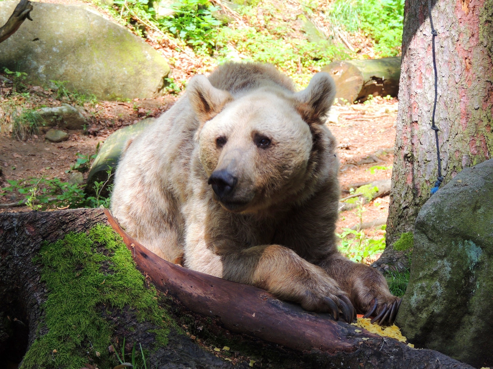 ein Ausflug in den Bärenwald Arbesbach - Horn