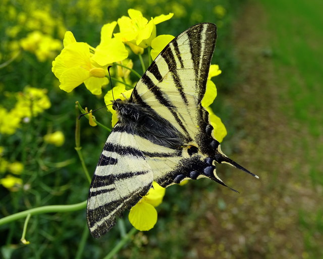 Leider ist er bei uns nicht sehr häufig anzutreffen. Umso mehr freue ich mich über diesen Schnappschuss!