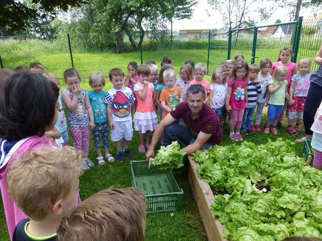 Andreas Reiter pflanzte mit den Kids im Kindergarten Gössendorf Grazer Krauthäuptel. Nun folgte der Höhepunkt, die Ernte.