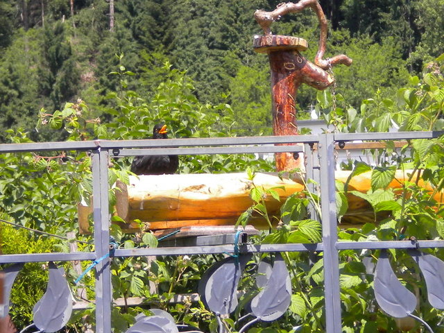 Ein Bad in zwei Meter höhe geschützt vor ungebetenen Gästen was gibt es schöneres !
