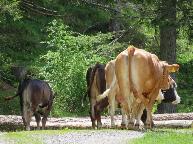 Auch die vierbeinigen Damen auf Sommerfrische wissen die Annehmlichkeiten einer Forststraße für einen gemütlichen Spaziergang zu schätzen