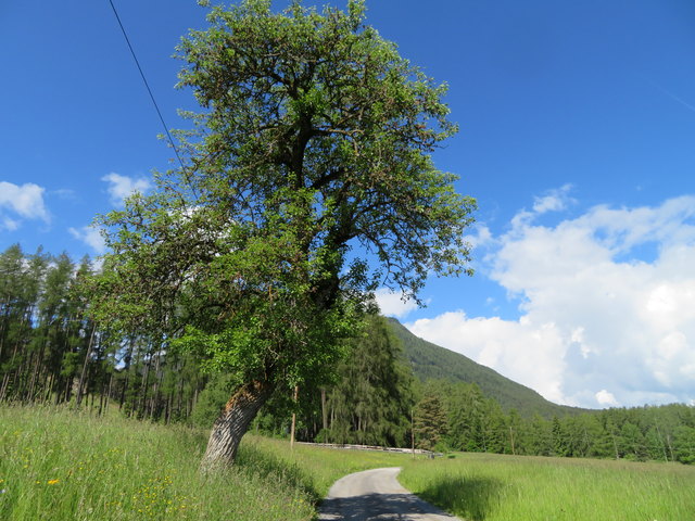 Durch bunte Sommerwiesen führt der Weg von Finsterfiecht zum Fuß des Grünbergs