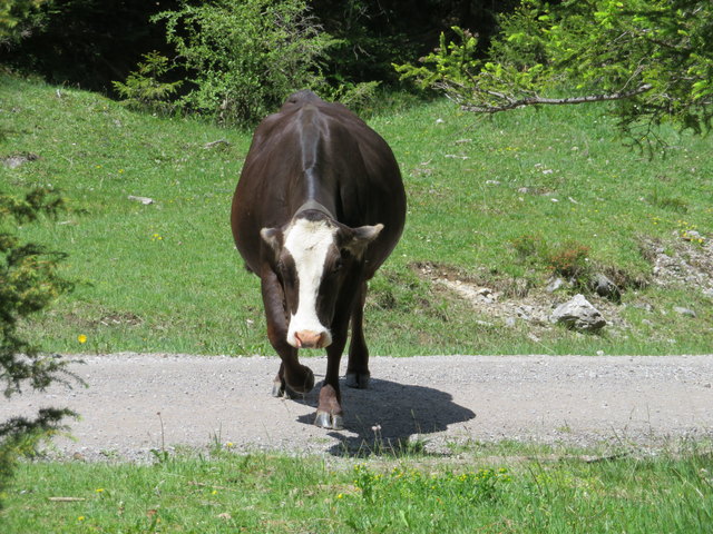 Diese Kuh war mir eindeutig zu neugierig, als sie plötzlich eine Wende seitwärts machte, um einen genaueren Blick auf mich zu werfen. In so einer Situation geht doch nichts über ein Dickicht, in dem man versteckt das Weite suchen kann...