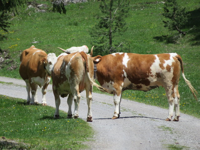 Gemütlicher Plausch mitten auf dem Forstweg. Um die Damenrunde nicht zu stören, bin ich hier weiträumig in die Wiese ausgewichen...