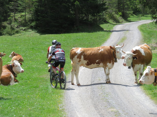 Riskant oder mutig? So ein Manöver kann jedenfalls nur gutgehen, wenn die Kühe von der ganz gelassenen Sorte sind...