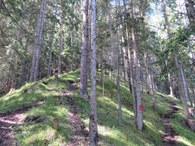 Vor allem am Anfang führt der Litfsteig schweißtreibend steil bergan. Die Spuren am recht ausgetreten Pfad lassen vermuten, dass die in dieser Gegend grasenden Kühe bewundernswert geländegängig sind
