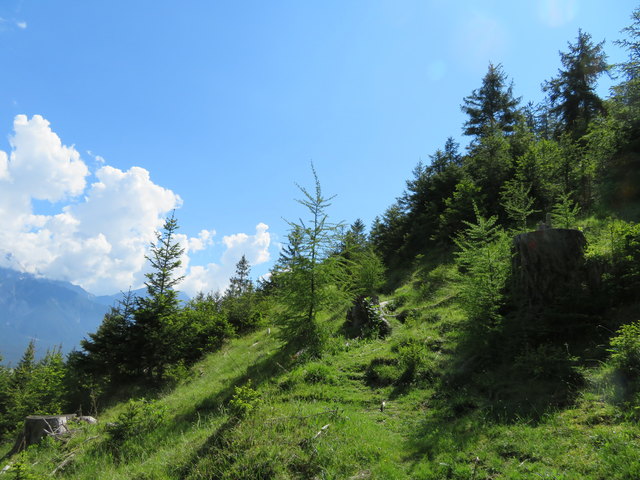 Ist einmal der erste steile Anstieg geschafft, schlängelt sich der Liftsteig in angenehmen Serpentinen über den sonnigen Berghang