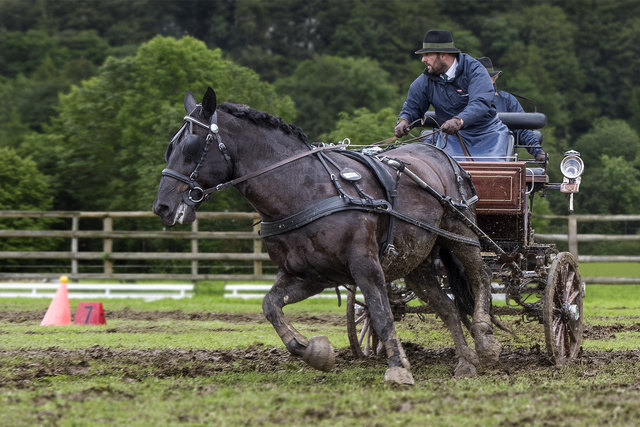 Gespannfahren bei der 1. Österreichischen Haflinger-Bundesmeisterschaft in Ebbs (Tirol) am 5. Juni 2016
