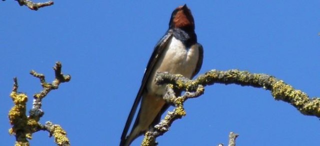 (c) Natur im Garten B. Haidler