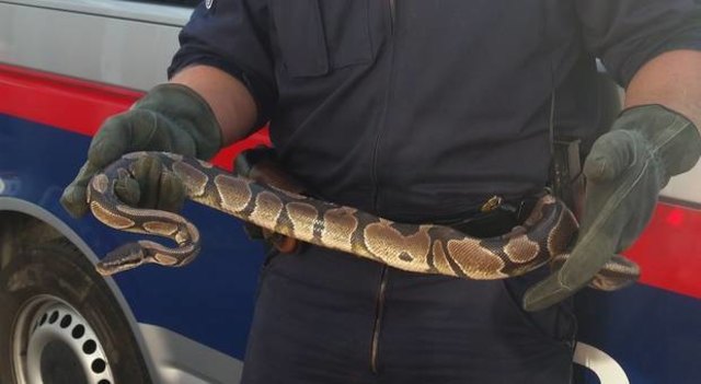 Mann ging Würgeschlange "Susi" am Praterstern spazieren. | Foto: LPD Wien