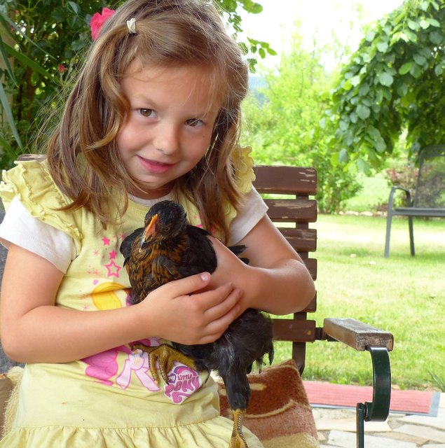 Sieben Wochen alt ist das Küken und in ca drei Monaten gibt es tägl. ein Bio-Ei.