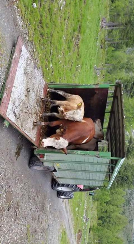 Almauftrieb Thema Auf Meinbezirk At