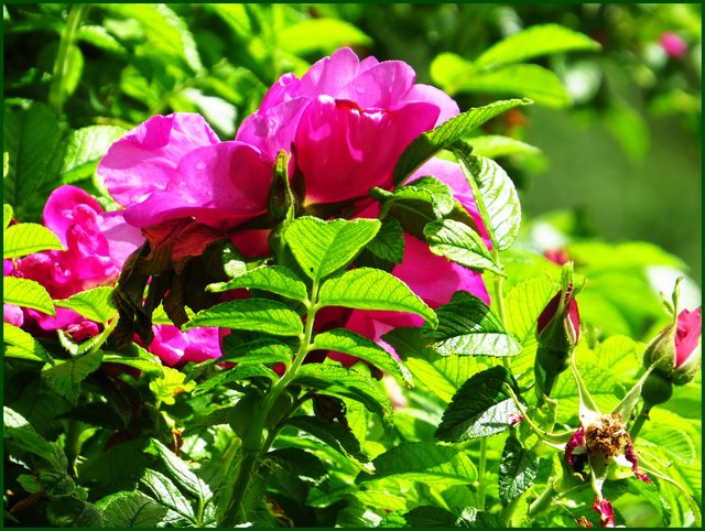 Die nächsten Blütenblätter für das leckere Rosengelee