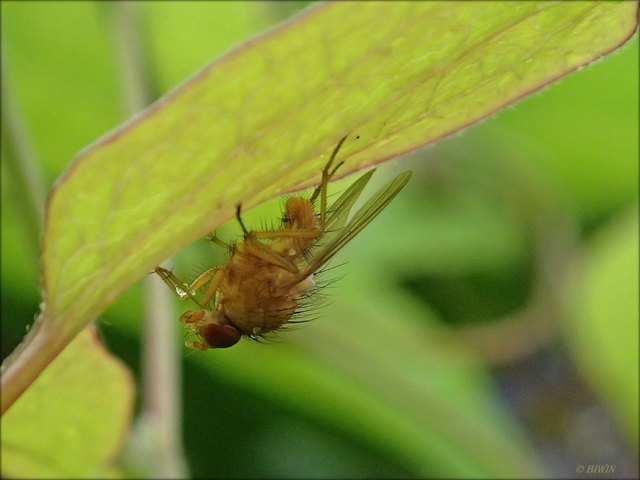 Sie sucht unter dem Blatt Schutz vor dem Regen - Vollbild bitte