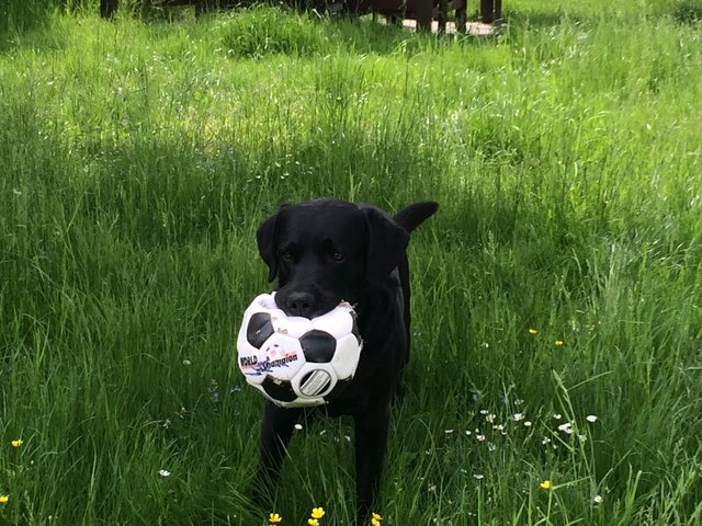 Jamie mein Labrador im Fussball- Fieber