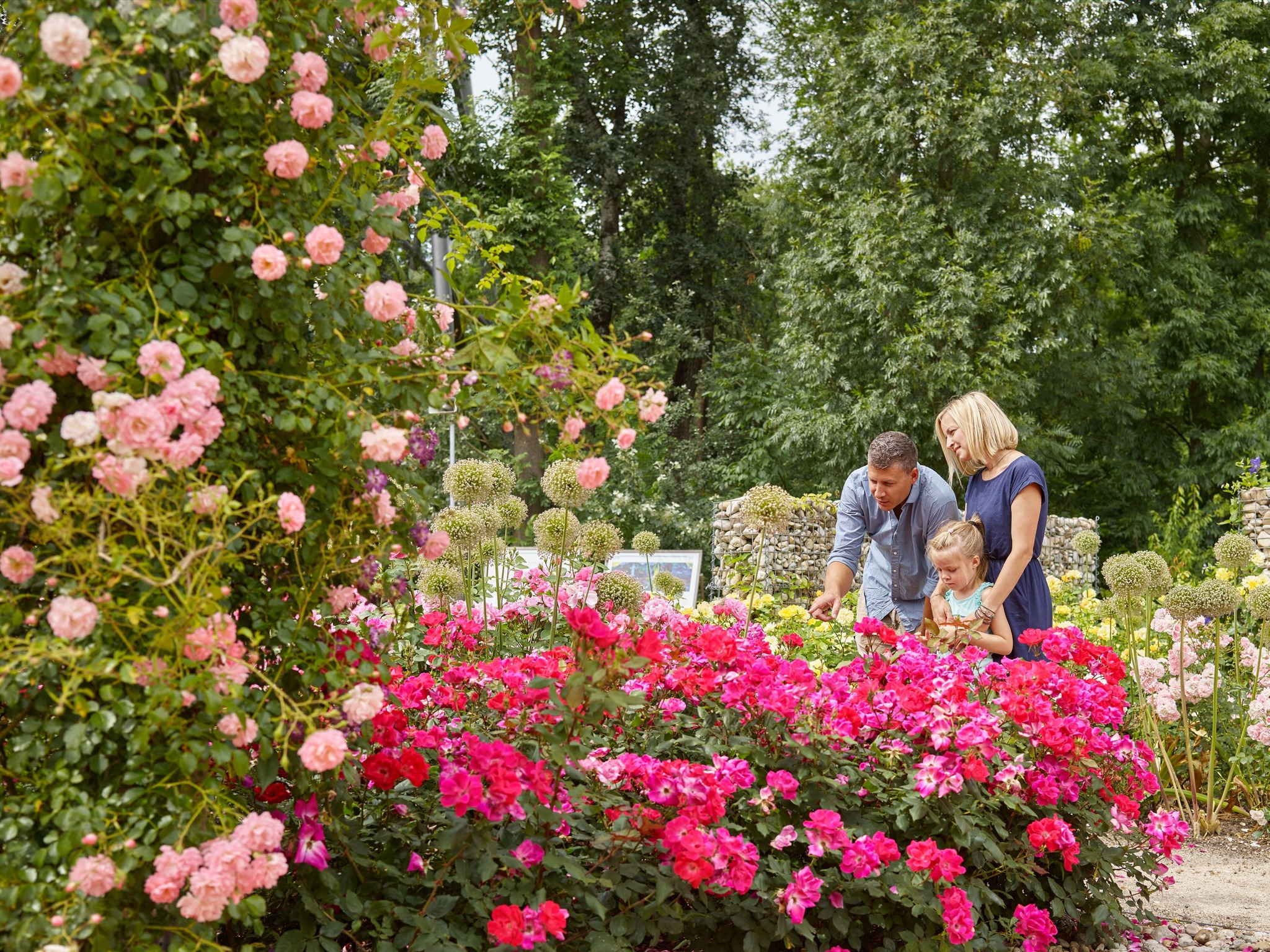 Auf der GARTEN TULLN blühen die Rosen Tulln
