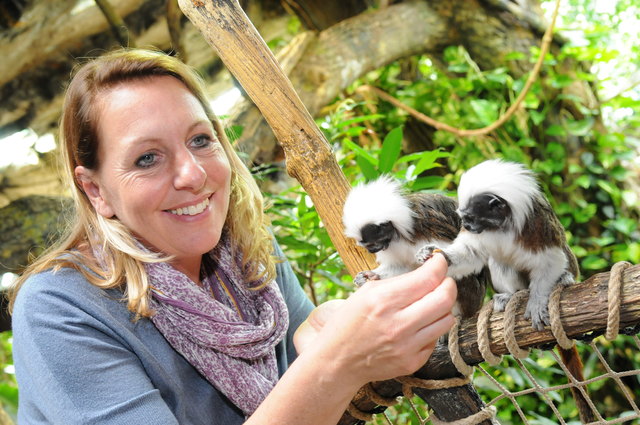 Zoo-Direktorin Sabine Grebner füttert Liszt-Affen mit Mehlwürmern. Die Affen tragen übrigens wegen ihrer unverkennbaren Frisur den Namen von Komponist Franz Liszt.