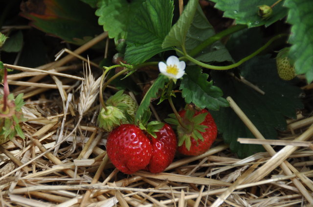 Die roten Vitaminbomben brauchen Sonne und Regen, um Aroma entfalten zu können | Foto: Friessnegg
