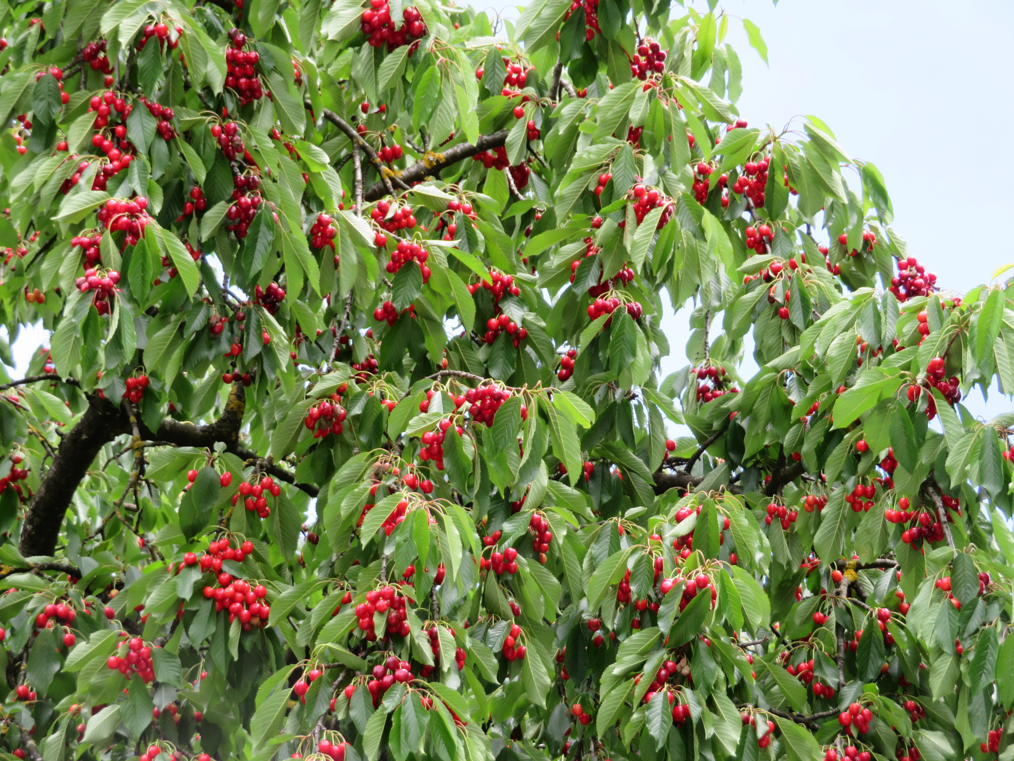 Die Kirschen in Nachbars Garten Innsbruck