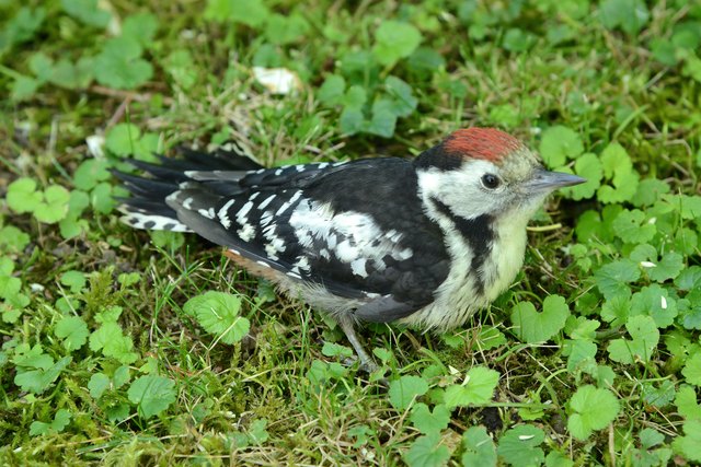 Auch Vögel können sich eine Gehirnerschütterung zuziehen. | Foto: Markus Berger