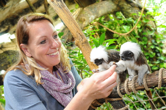 Zoo-Direktorin Sabine Grebner füttert Liszt-Affen mit Mehlwürmern. Die Affen tragen übrigens wegen ihrer unverkennbaren Frisur den Namen von Komponist Franz Liszt.