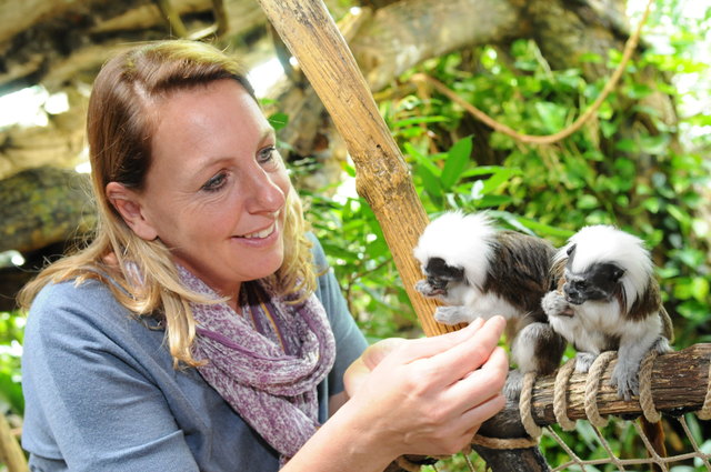 Zoo-Direktorin Sabine Grebner füttert Liszt-Affen mit Mehlwürmern. Die Affen tragen übrigens wegen ihrer unverkennbaren Frisur den Namen von Komponist Franz Liszt.