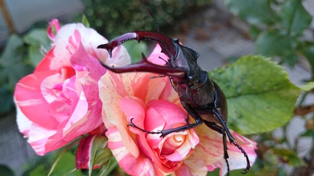 Hirschkäfer liebt den Duft meiner Rose