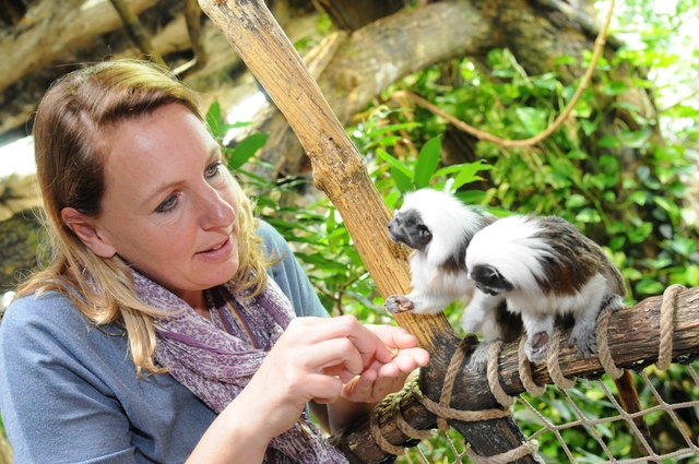 Zoo-Direktorin Sabine Grebner füttert Liszt-Affen mit Mehlwürmern. Die Affen tragen übrigens wegen ihrer unverkennbaren Frisur den Namen von Komponist Franz Liszt.