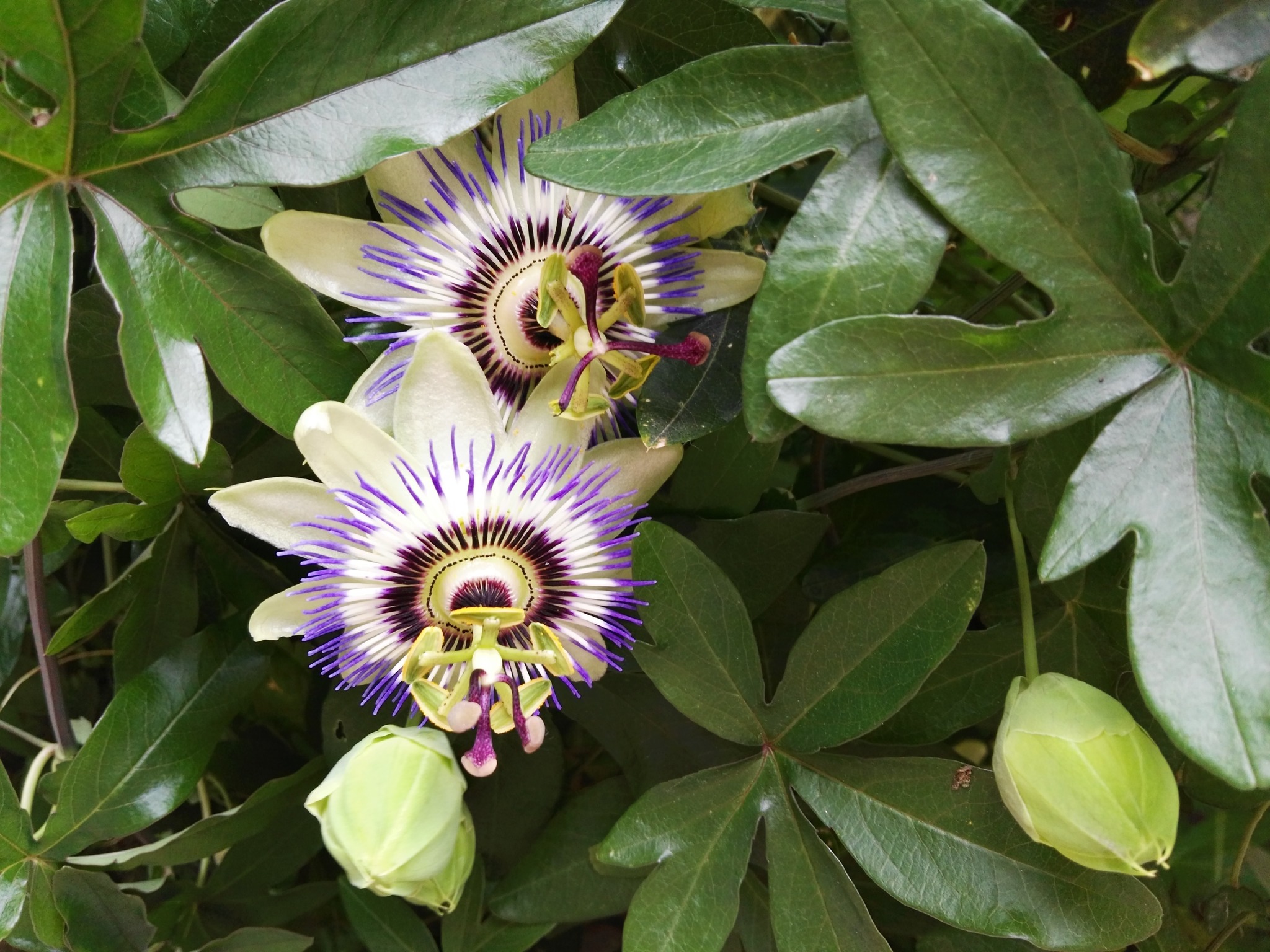 Juhu meine Passionsblume blüht wieder ) Mistelbach