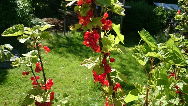 „Das Beste steht nicht immer (nur) in den Büchern, sondern (auch) in der Natur!" - Adalbert Stifter  (1805 – 1868) – Einen schönen und erholsamen Sonntag! Ivica