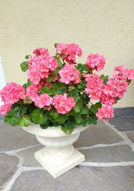 rosa Pelargonien, die ich schon viele Jahre habe