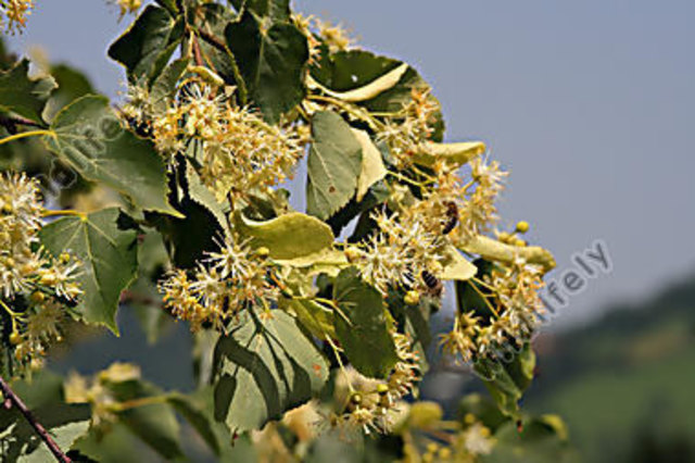 Lindenblüte | Foto: unbekannt