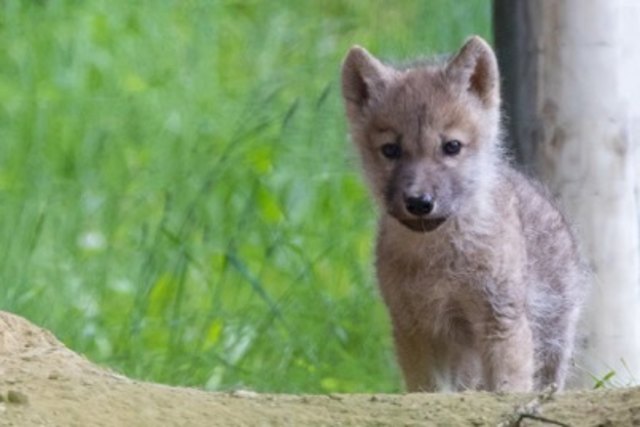 Der zwei Wochen alte Weißwolf Anuk erobert die Herzen der Besucher am Wilden Berg. | Foto: Wilder Berg