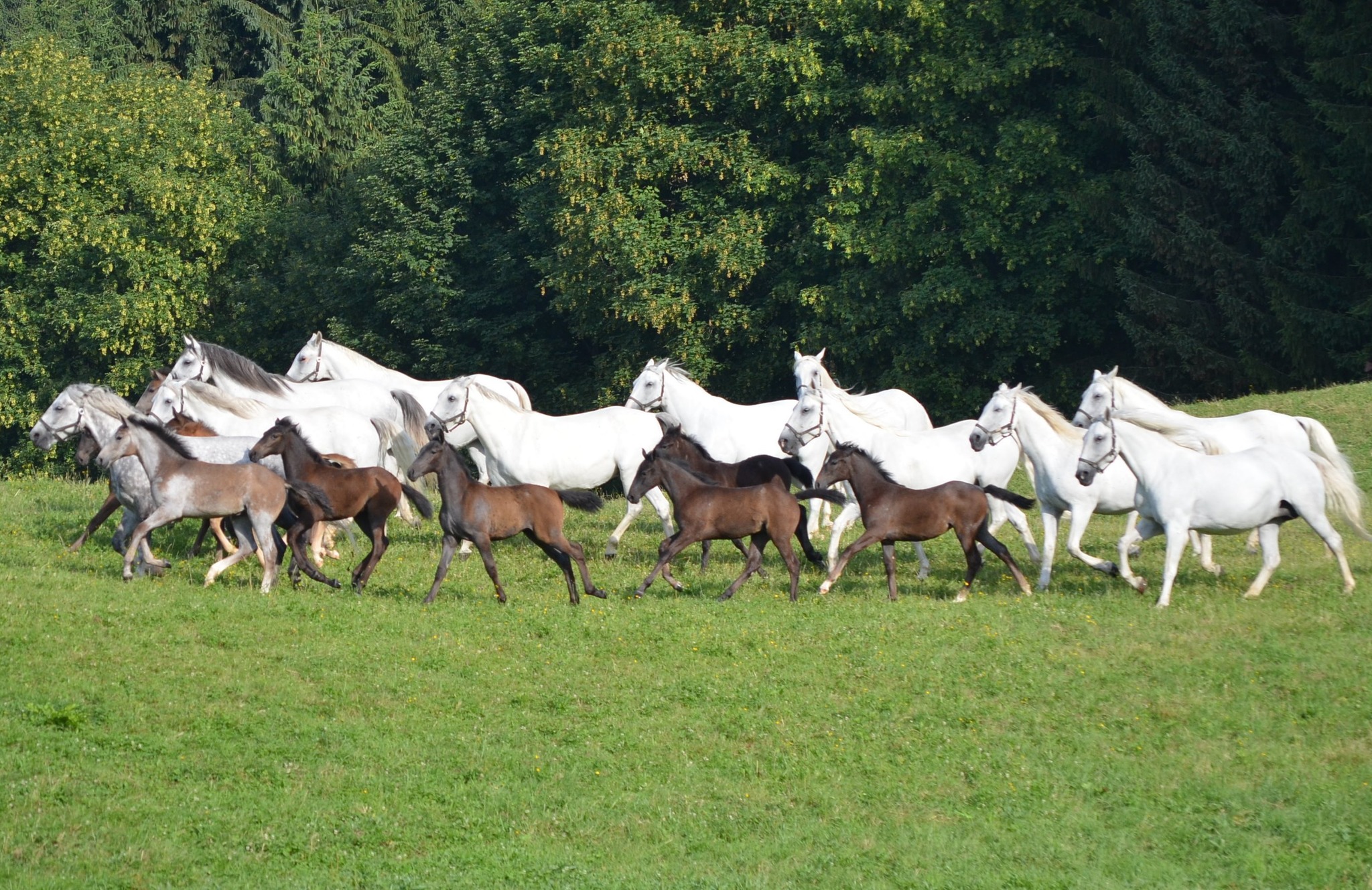 Gestüt Piber erhält UNESCOUrkunde in Eggenberg Voitsberg