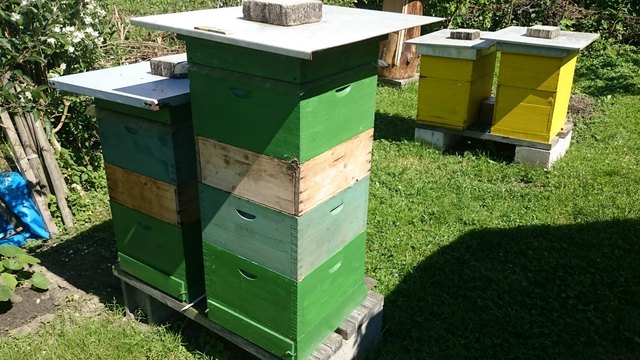 ...zu den Bienenstöcken von Herrn Đževad Ramić.