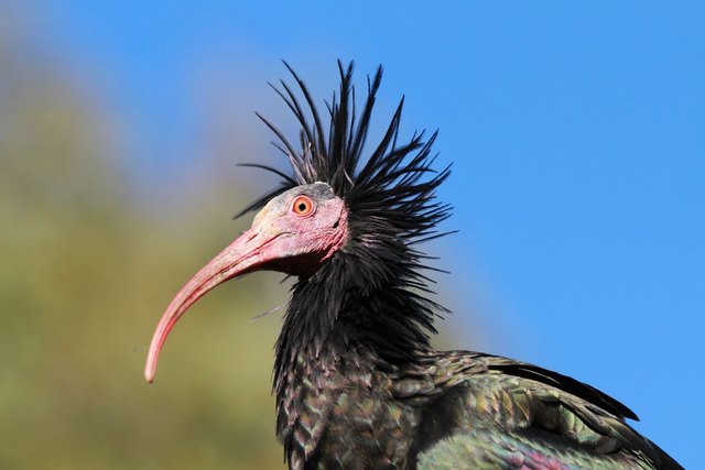 Im Verlauf des Septembers schließen sie sich dann den Zugvögeln an, um in das italienische Wintergebiet zu ziehen. | Foto: waldrapp.eu