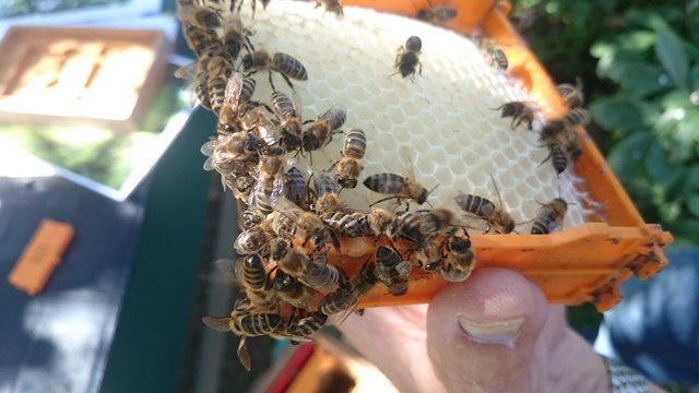 ...ihre Lebensweise, den Bienenstaat und auch die Honigerzeugung erfahren...