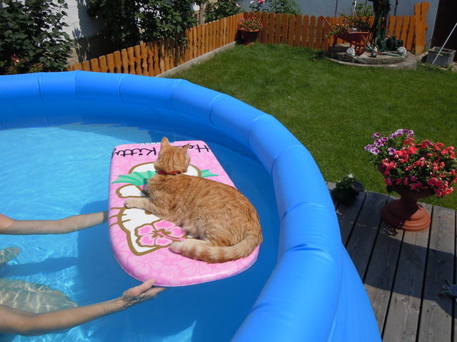urlaub zu hause mit meinen Kater im Pool :-)