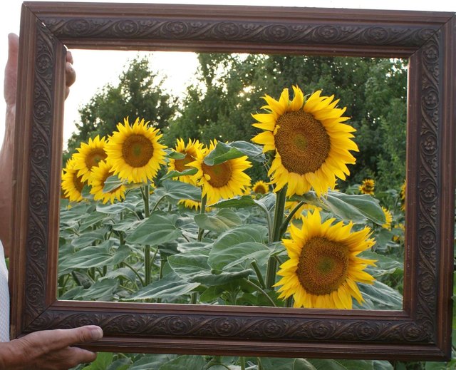 Blick aus meinem Garten