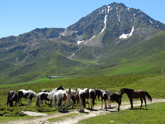 Pferde am Alpenrosensteig vor dem Rosskogel. Unzählige dieser edlen Vierbeiner verbringen in dieser wunderbaren Landschaft den Sommer