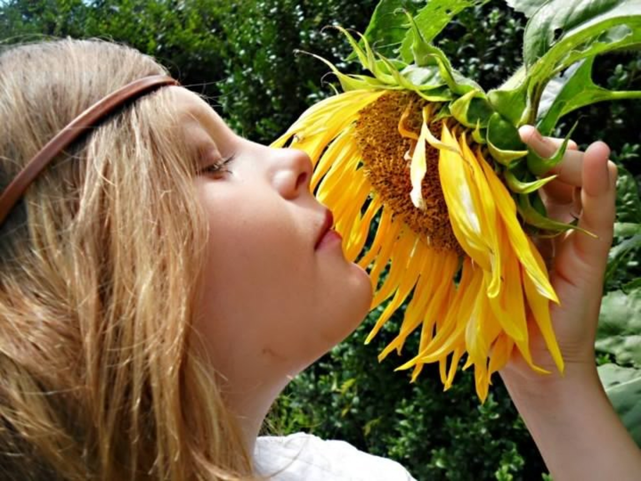 Sonnenblume Wie gut, dass es die Sonne gibt Liedertext Rolf Zuckowski Villach