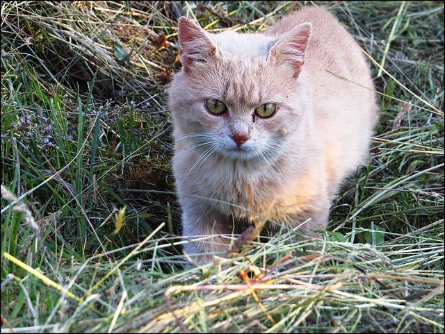 Verflixt, schon wieder ist der Nager schneller gewesen!
