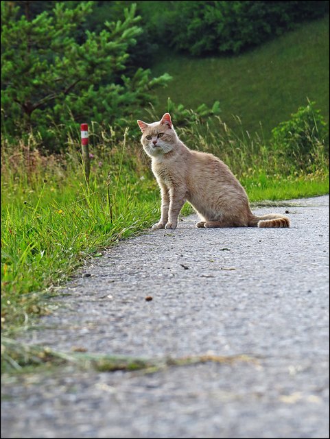 Pffff.....a so a feiges Reh! Unser Frauli tuat kana Maus wos zu Leide!
